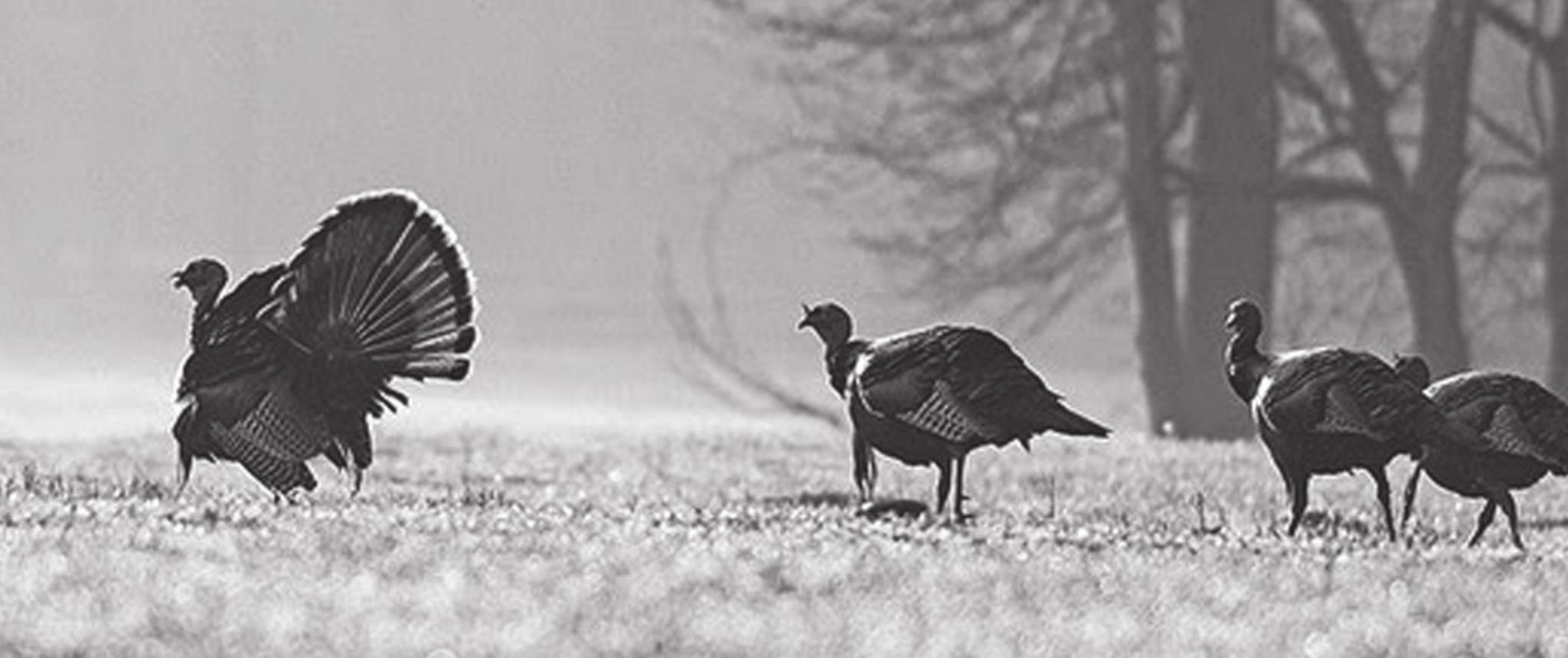 Wildlife Commission Trims, Alters Turkey Hunting Bag Limits