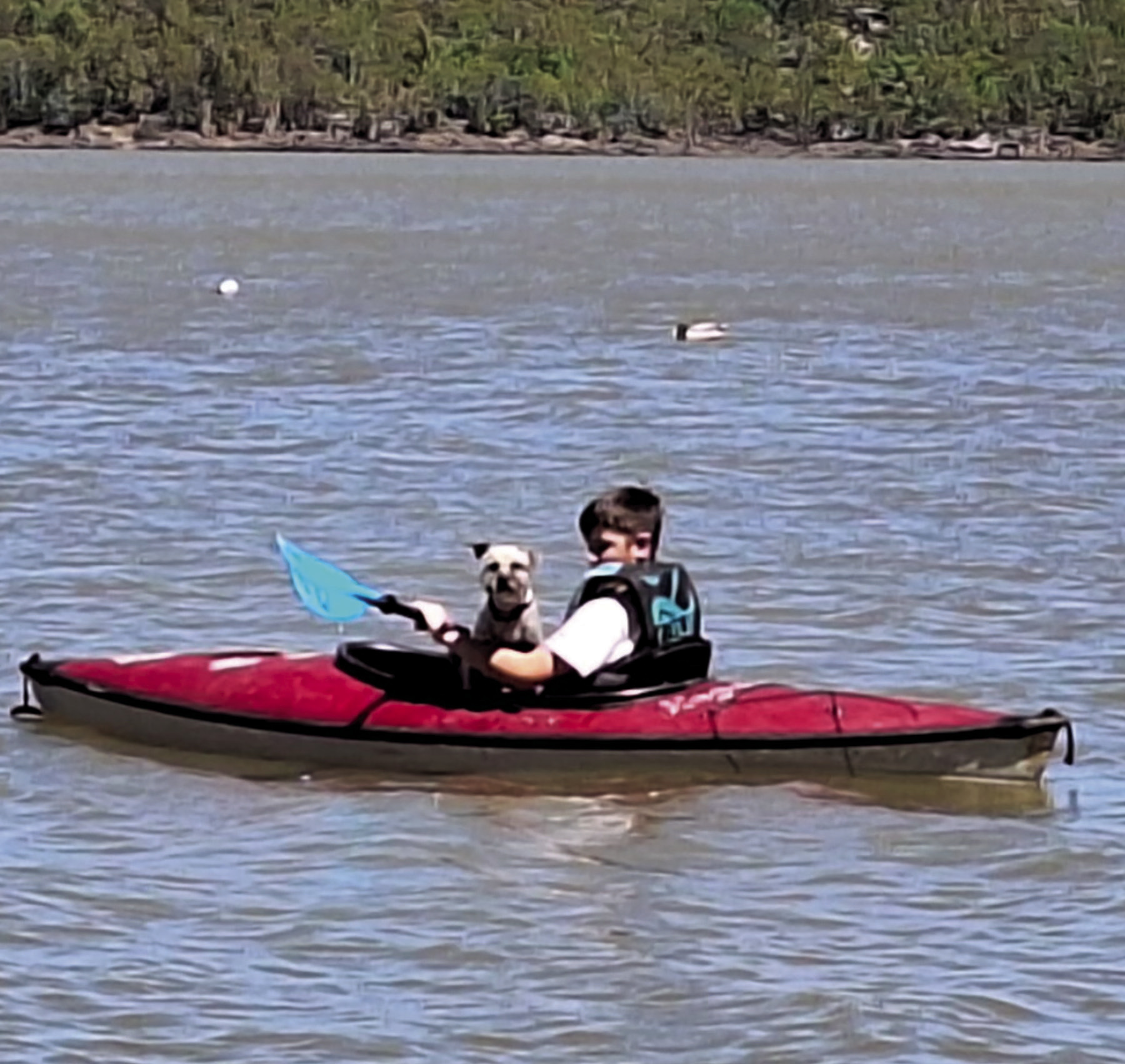 Paws N Claws to give away free dog and cat food Eufala Indian Journal