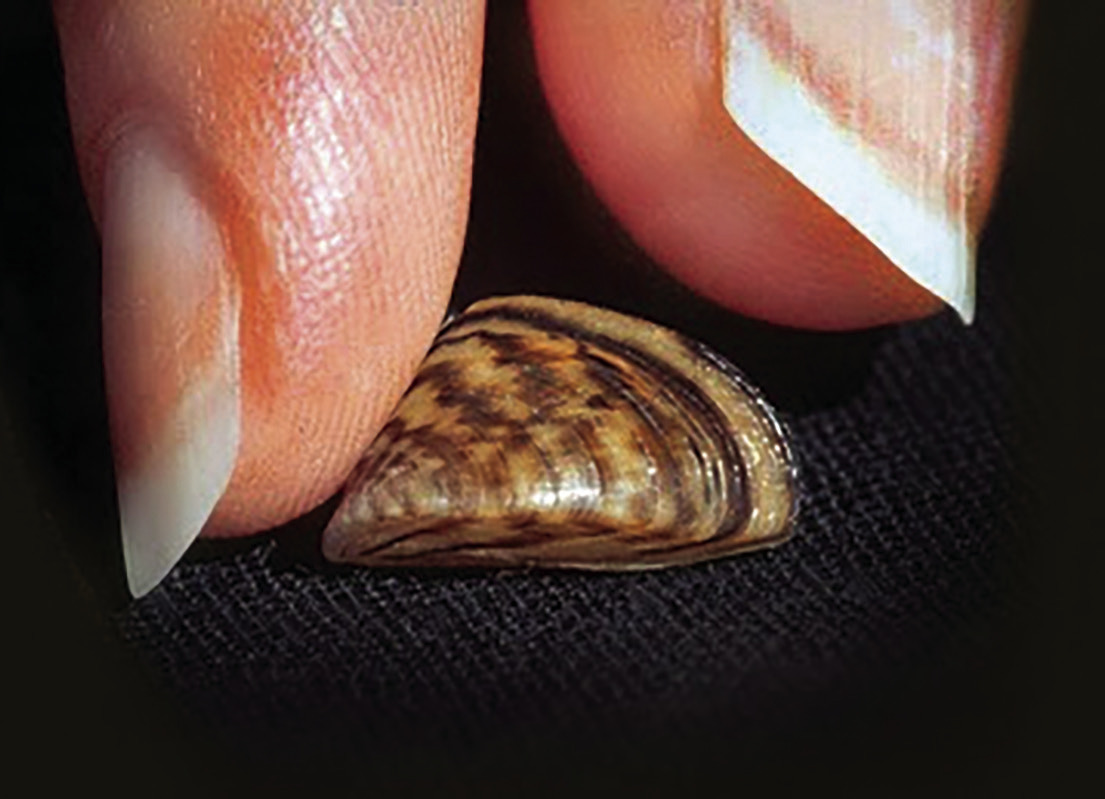 Invasive Zebra Mussels reach Tom Steed Reservoir - Eufala Indian Journal