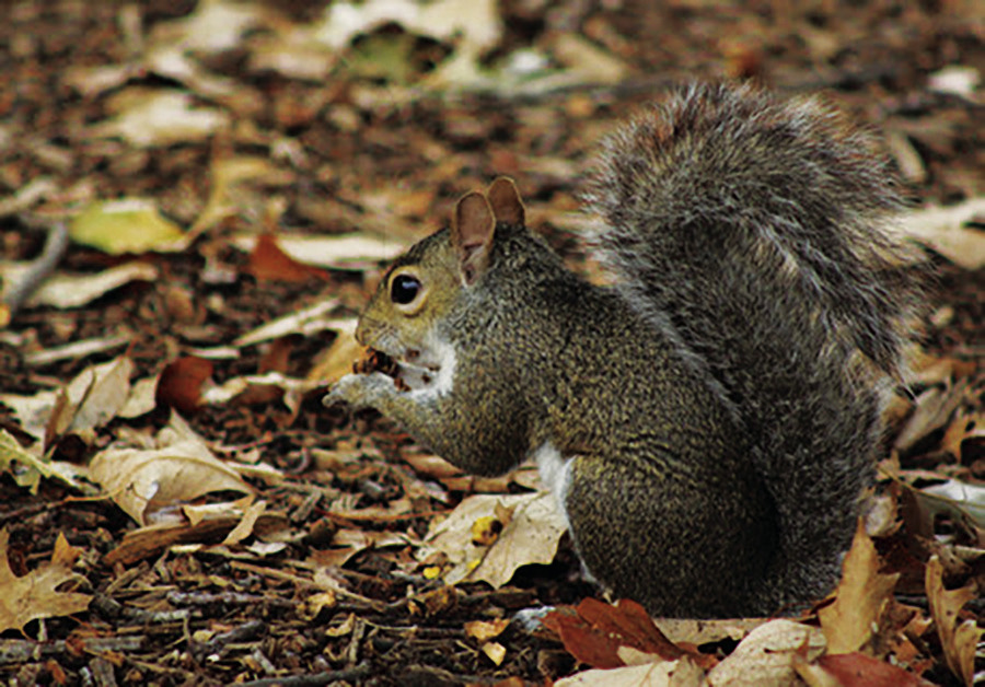 Oklahoma Hunting Season in full swing